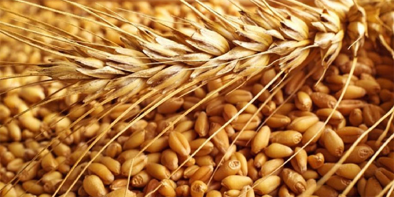 وزارة الفلاحة تحدّد أسعار الحبوب عند الانتاج من صابة 2018