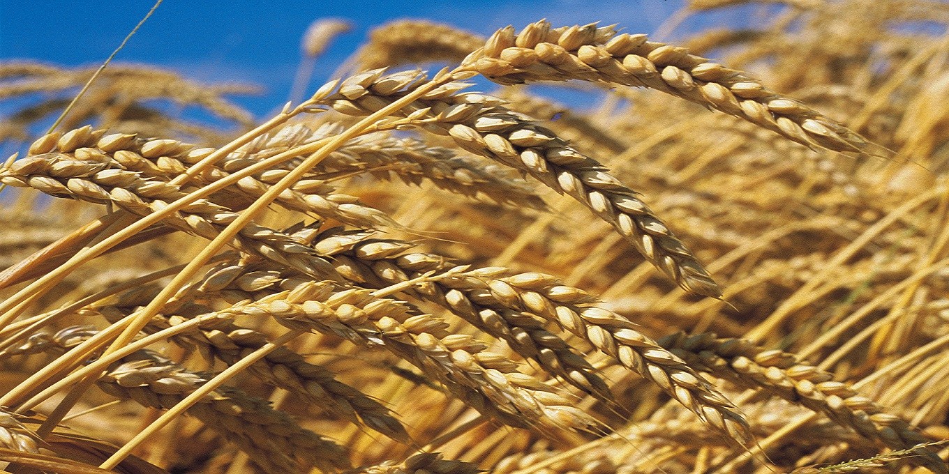 les cultures tunisiennes de blé dur investies à 40% par Mâali, d'après le ministère de l'Agriculture