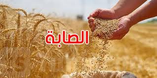 صابة 2026: تجميع أكثر من 5 ملايين قنطار من الحبوب إلى غاية 21 جوان 2026