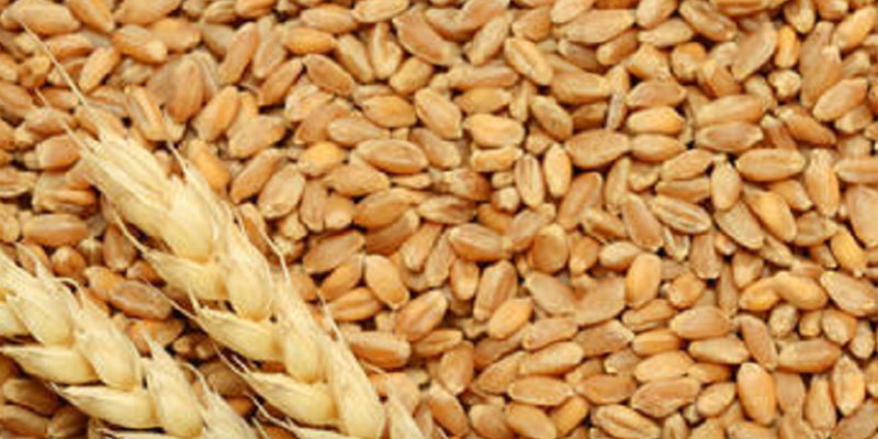  توزيع أكثر من 9 آلاف قنطار من بذور القمح الممتازة مجانا على صغار الفلاحين بالجهات