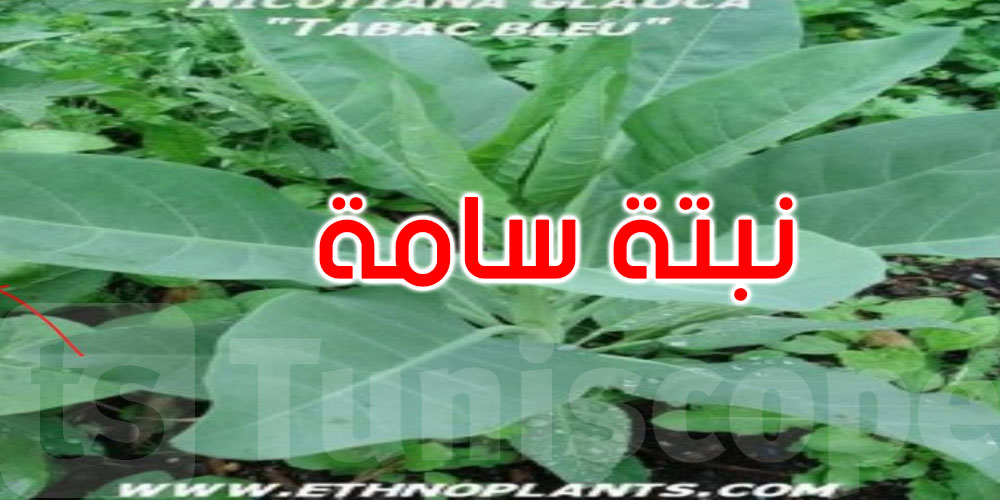عاجل: الكشف عن سبب حادثة التسمّم الغذائي بالمكناسي 