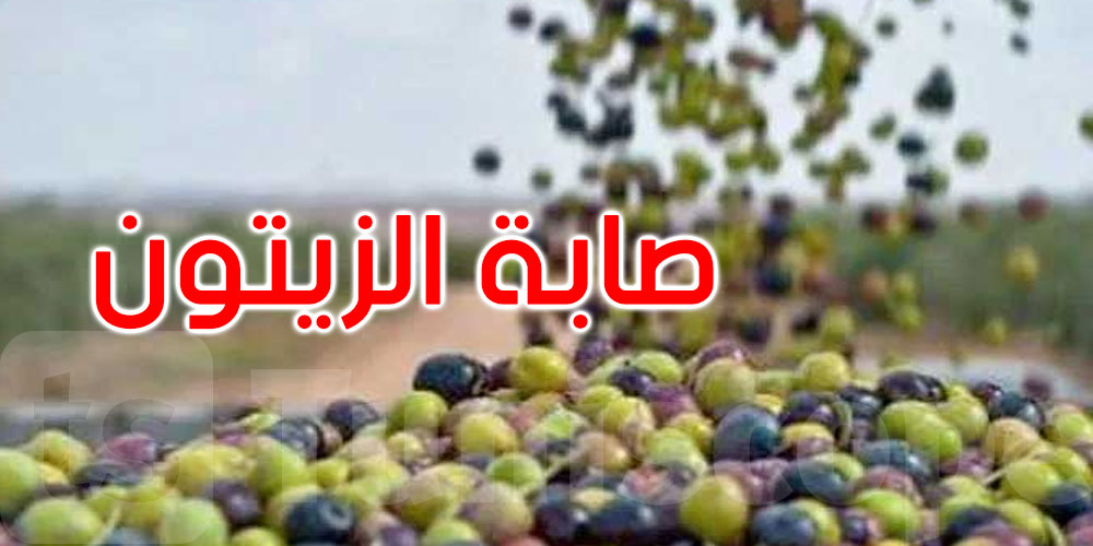 نائبة تكشف: صابة الزيتون لم تُجمع بعد في هنشير تابع للدولة بسيدي بوزيد