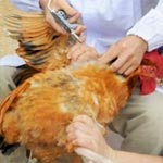 Le virus de la grippe aviaire H5N1 serait à nos portes au passage de Dh’hiba