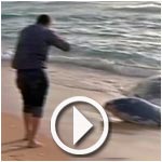 Béja : Un cachalot échoue sur la plage de Zouaraa
