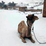 En photos : le Caire sous la neige, une première depuis de plus de cent ans