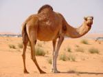 Une camelle, fécondée artificiellement