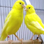 Jendouba : Un gang spécialisé dans le vol des oiseaux et des canaris !