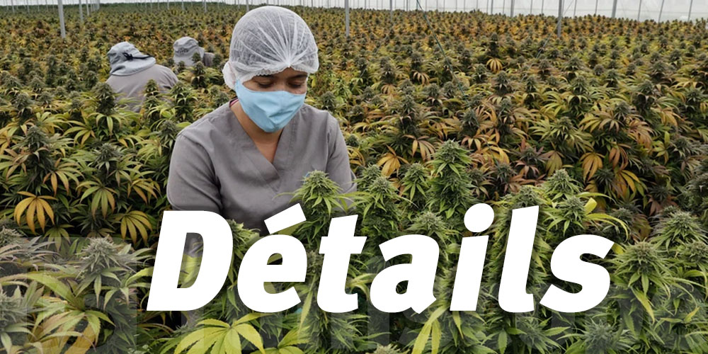 Le Panama légalise l'usage du cannabis à une condition