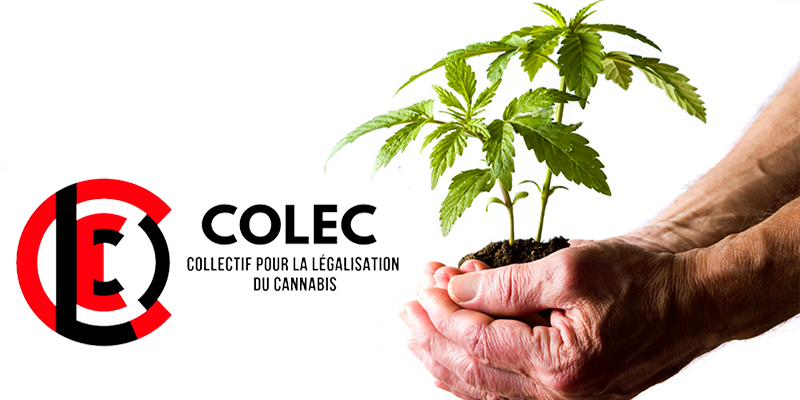COLEC lance une pétition pour légaliser le cannabis 