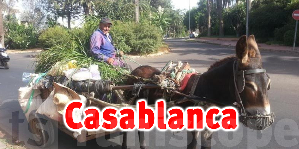 Casablanca souhaite interdire les charrettes tirées par des animaux
