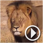 Un chasseur étranger accusé d'avoir tué ‘Cecil’ le lion le plus célèbre du Zimbabwe