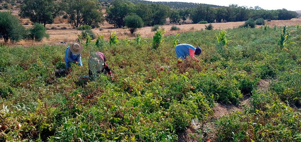 Révolution Verte et Lettrée : Le CEPα Redéfinit l'Agriculture en Tunisie