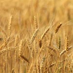 En Tunisie : Les stocks de céréales couvrent deux mois de consommation