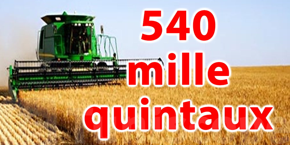 Plus de 540 mille quintaux de céréales collectés au Kef