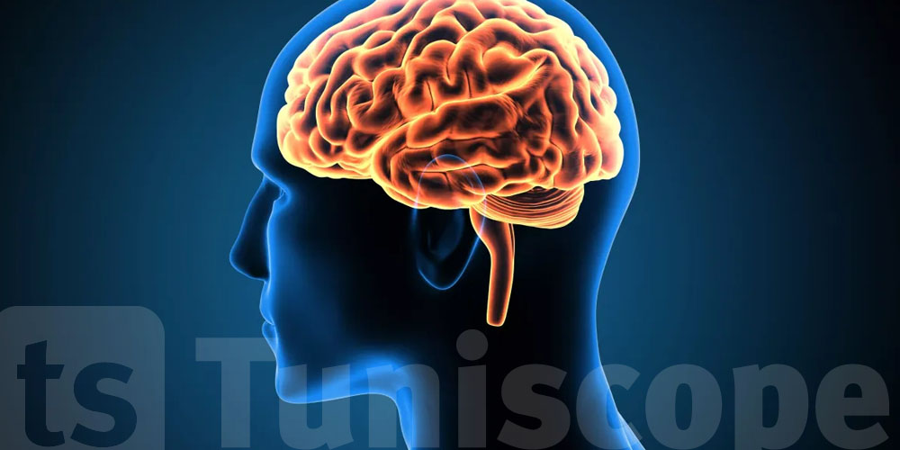 Le cerveau et le temps : une découverte qui bouleverse tout ce que l’on croyait savoir