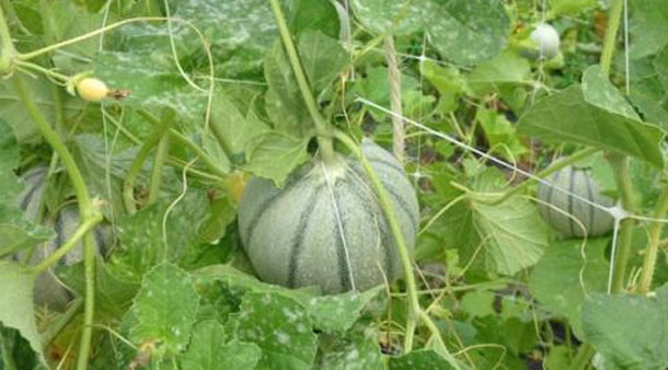 Le projet de cultures géothermiques tuniso-hollandais à Gabès, s’agrandit