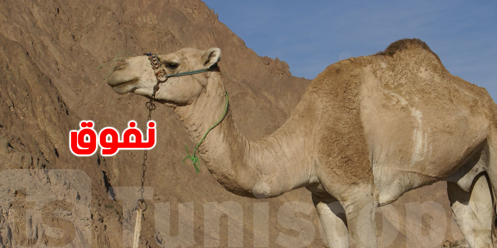 أزمة جديدة في قطاع تربية الإبل.. احتجاجات بسبب مرض غامض ونفوق متواصل