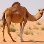 Ministère de santé : Mise en garde contre le lait camelin portant le label Baraka 