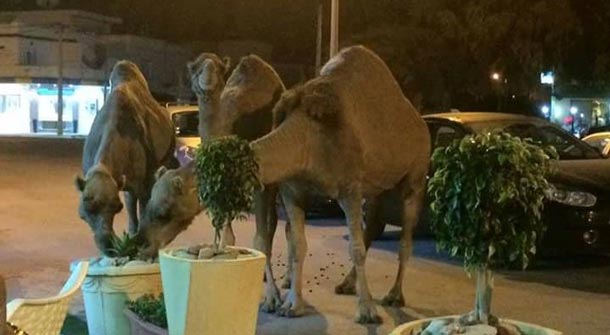 En photos : Les dromadaires envahissent la corniche de Bizerte