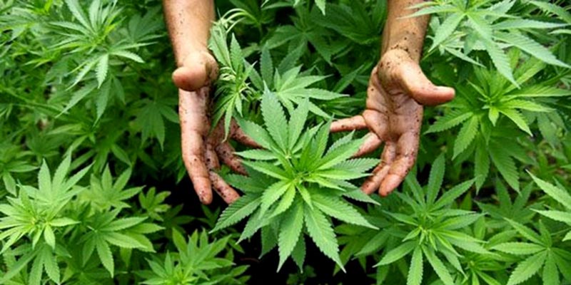 Les détails de la proposition pour légaliser le cannabis 