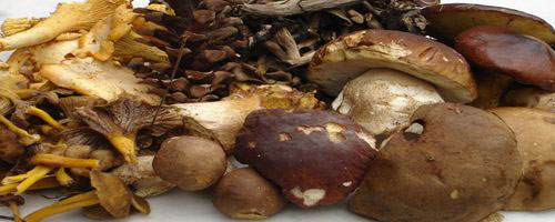 champignons-220921012-1.jpg