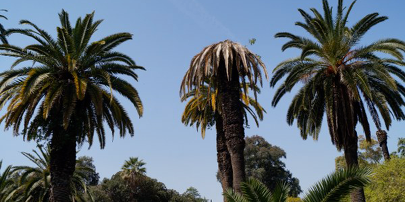 Appel d’urgence : Les palmiers toujours ravagés par le charançon rouge 