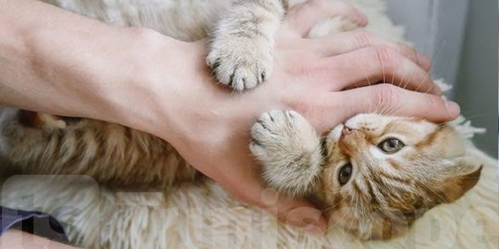 Tunisie : Un enfant torture un chat jusqu'à la mort...