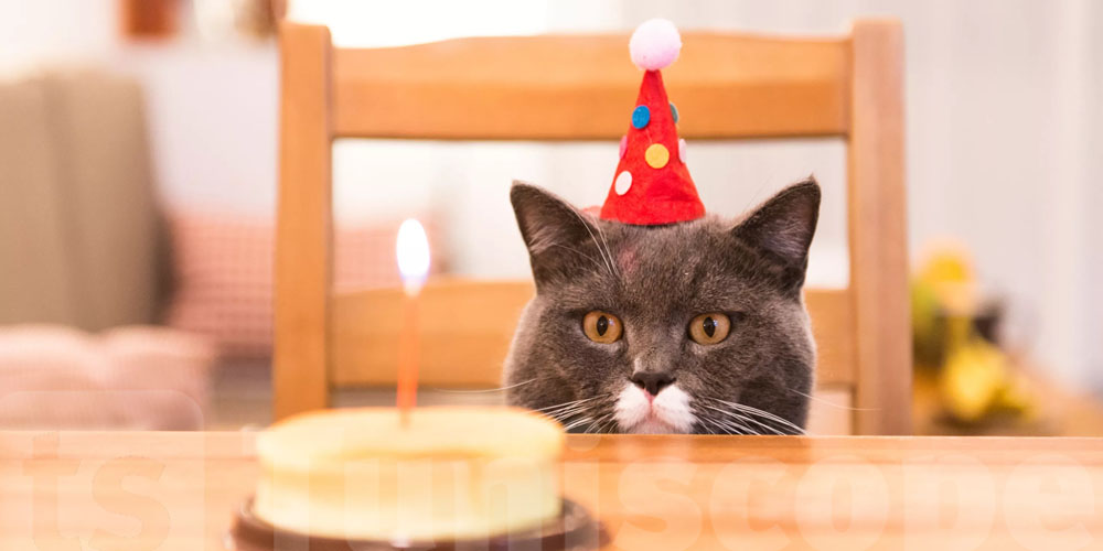 Journée internationale du chat : À quoi ça sert ?