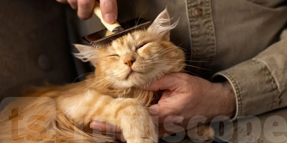 أعراض قمل القطط وأسبابها