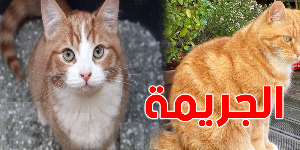 عاجل: صادم...حكم بالسجن ضد المرأة إلّي حرقت القطاطس..وهذه العقوبة!