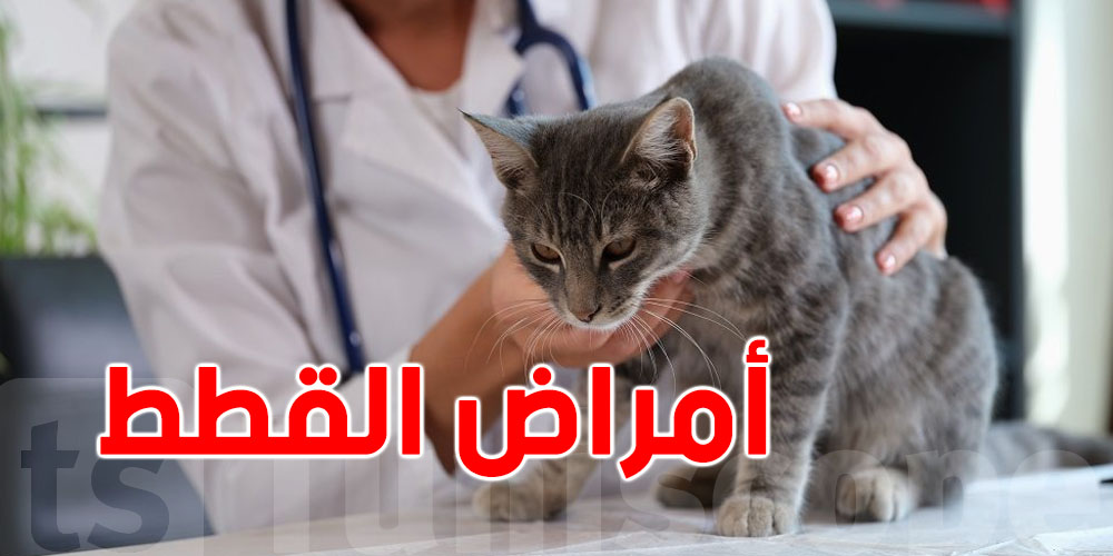 هذه أخطر الأمراض الي تصيب ''قطوسك'' أعرفها قبل