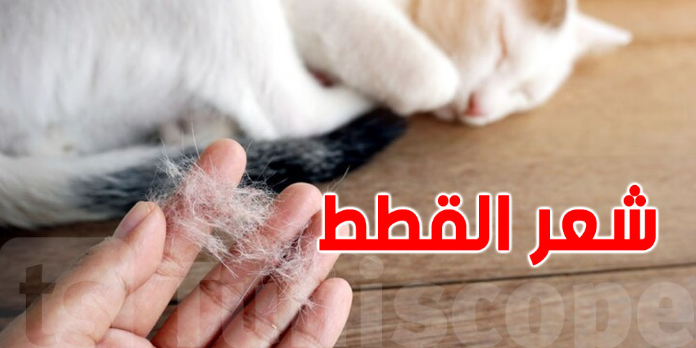 هل يشكل شعر القطة خطرًا على صحة الإنسان؟