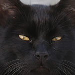Un sérial killer tue les chats noirs de Marseille 