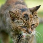 À l’âge de 24 ans, le chat le plus vieux du monde est mort