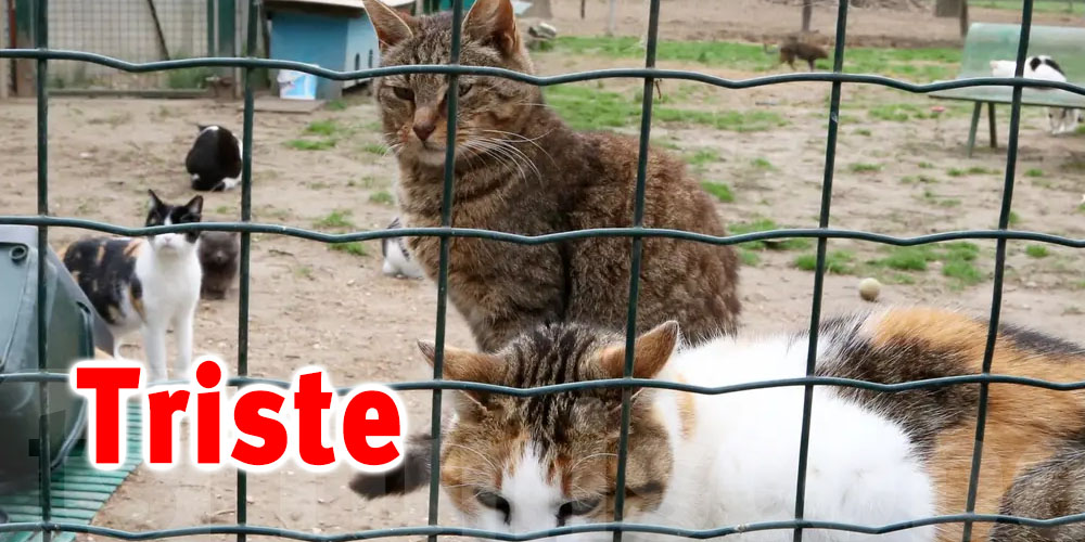 Tunisie : Dans un refuge pour animaux 40 chats ont été tués