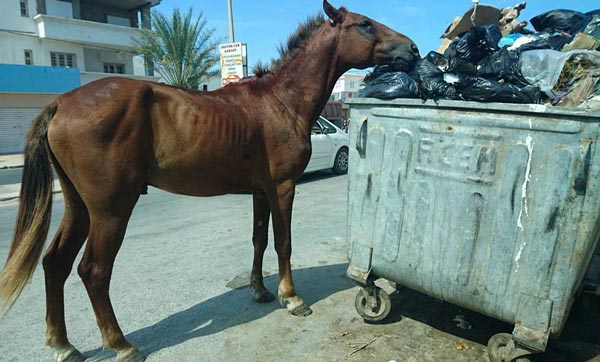 Photo du jour : Après les vaches, ce cheval fouille dans les poubelles à Bizerte