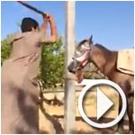 La vidéo d'un cheval battu par des Saoudiens indigne le royaume