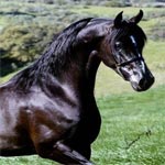 Appel pour la création à Meknassi d'un institut pour l'amélioration des chevaux pur-sang arabes 