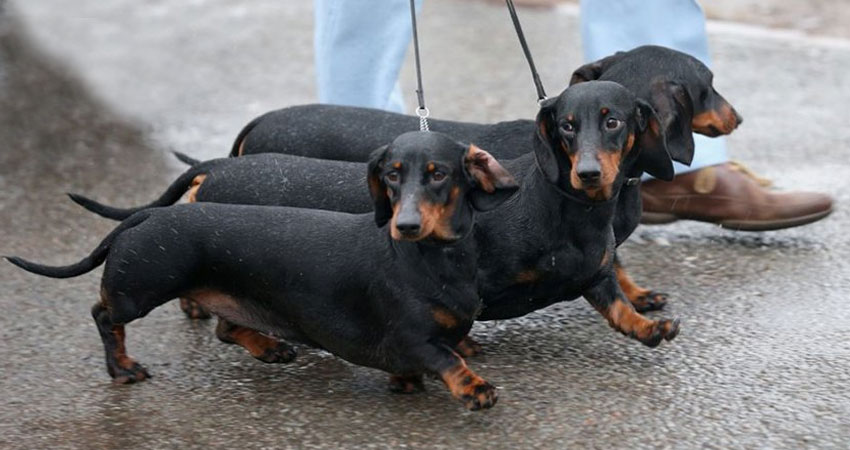 افتتاح معرض لـكلاب النقانق في ألمانيا
