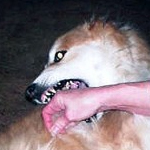 Une fillette mordue par un chien à Hammamet s’en sort avec des séquelles