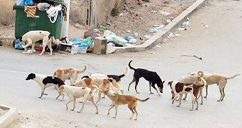 تونس: إقامة ملجأ يأوى القطط والكلاب الضالة