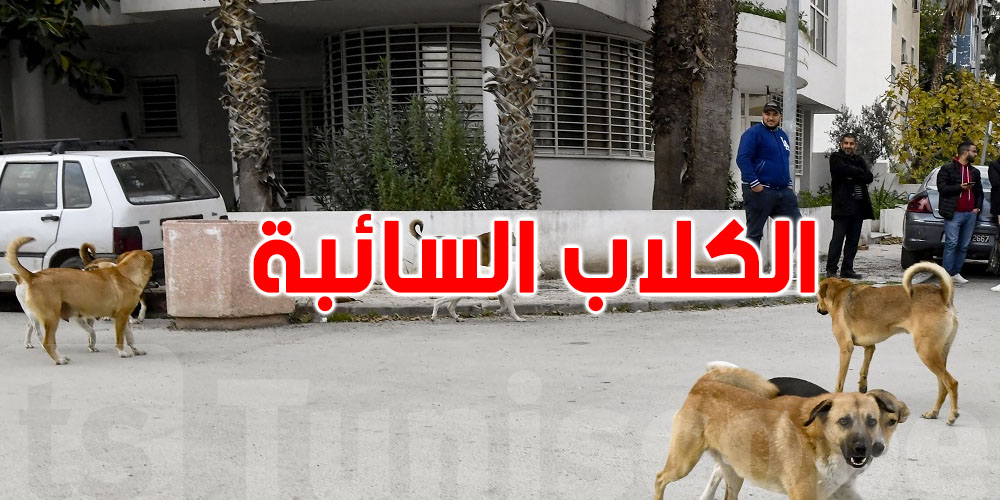 شنو صاير في الزهراء؟ الكلاب السائبة تحت حملة قنص ليلية
