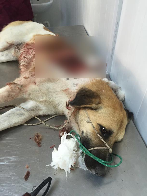 Des chiens sauvagement abattus à la Marsa : L’ambassadeur de France en Tunisie indigné...