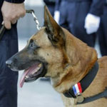 Assaut à Saint-Denis : Un chien policier tué