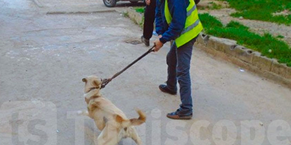L’Association de protection des animaux condamne la décision de reprise des campagnes d’abattage des chiens errants sur le grand Tunis