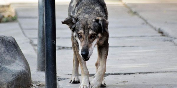 Abattage des chiens en Tunisie : pourquoi autant de haine envers les animaux ? 