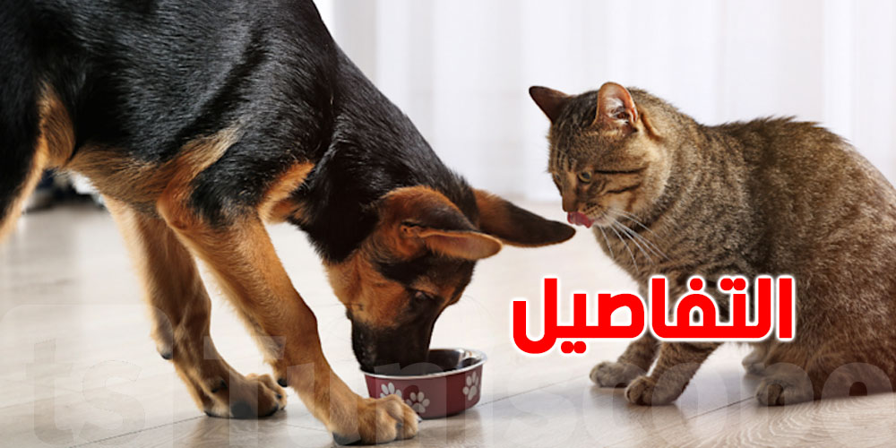 دكتورة بيطرية تُحذّر التونسيين: ما تعطيش الماكلة البايتة لقطّوسك وكلبك