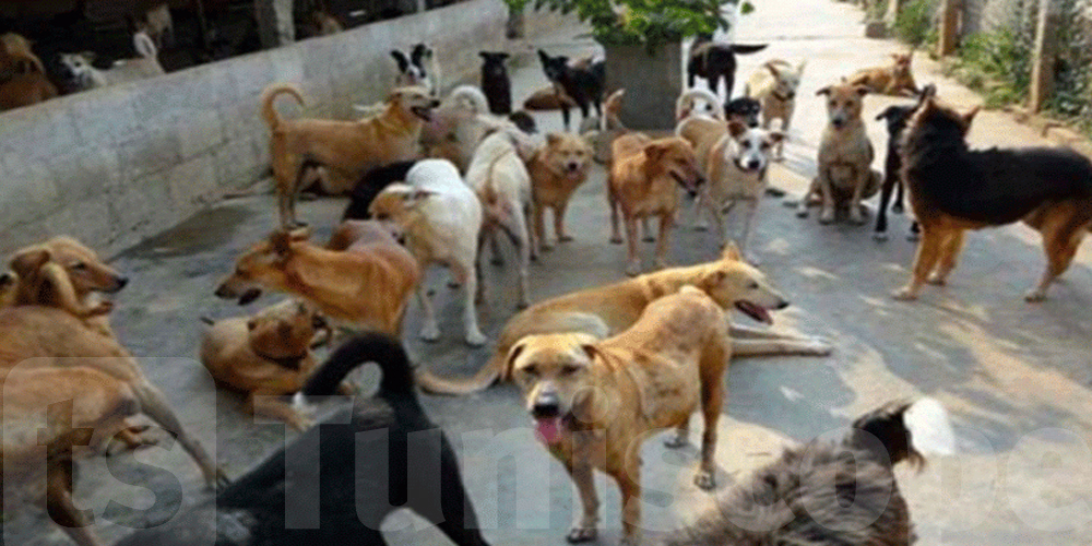 Le Kef : opération de régulation des chiens errants lancée la nuit