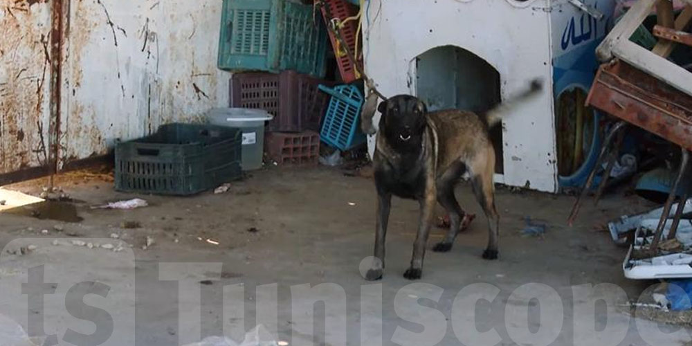 Que devient le chien du dépôt municipal de Monastir ?