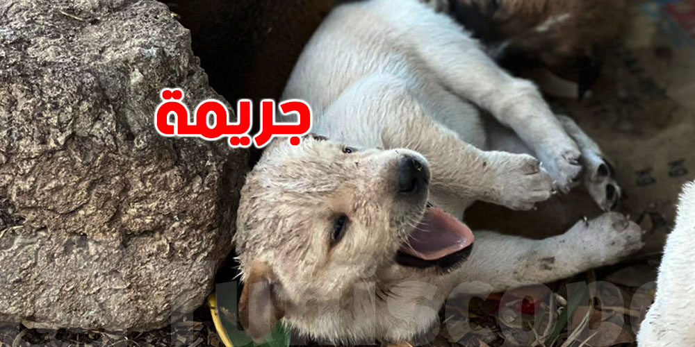 عاجل: ذ.بح كلب موثق بالفيديو…محامي يكشف الحقيقة